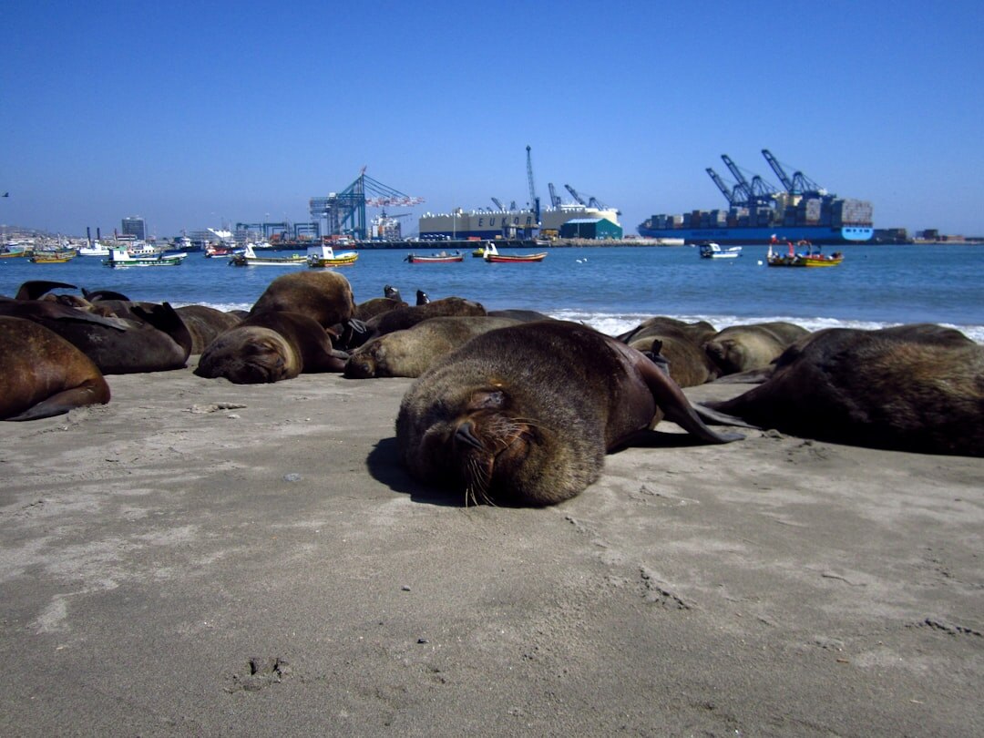 chilean port city